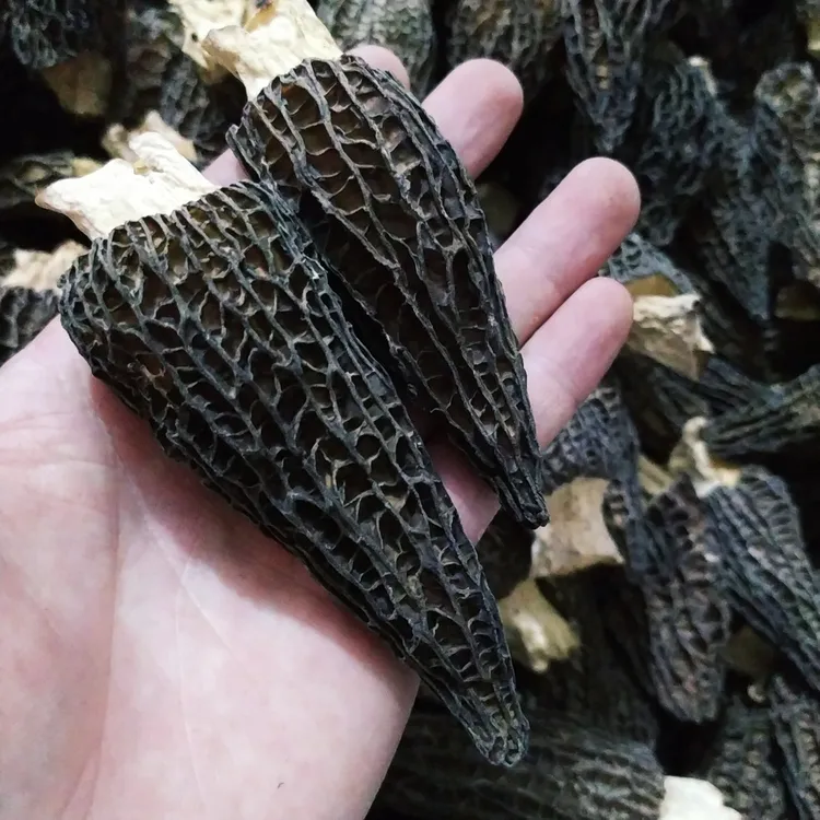 头茬羊肚菌食用菌养生精品中个头肉厚无硫菌菇煲汤