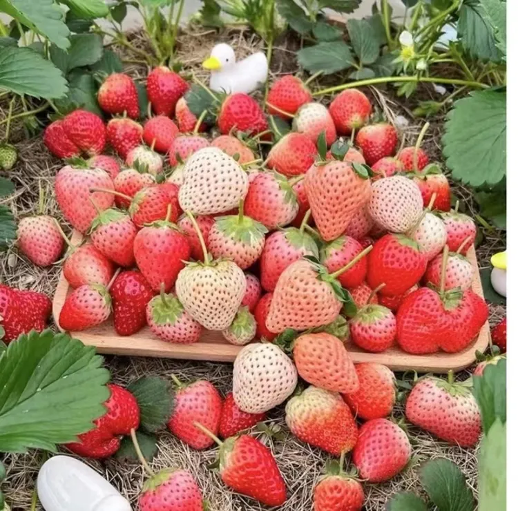 【穴盘苗】新手草莓苗奶油红颜香野粉玉盆栽地栽草莓苗四季开花结果