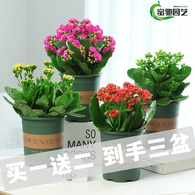 元族【拍一发三 到手三盆】长寿花盆栽重瓣四季室内开花花卉植物