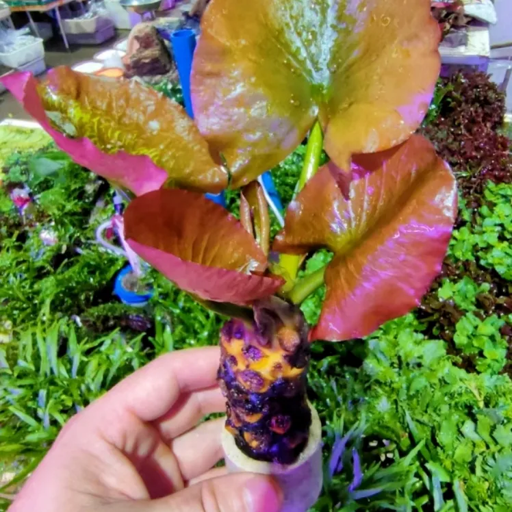 红荷根水草水培植物浮萍碗莲鱼缸装饰造景一叶莲净化鱼缸专用水草