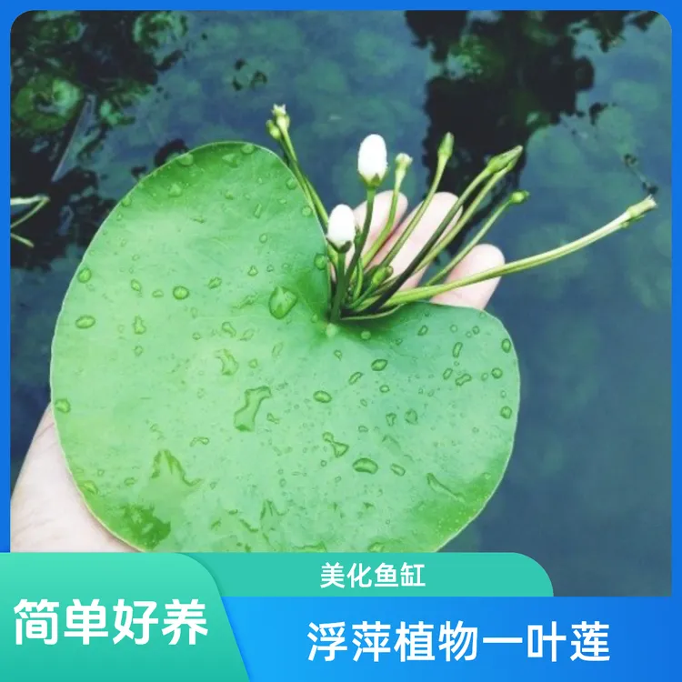一叶莲养护水生水培植物活睡莲鱼缸造景浮萍养龟真草净化水质碗莲商品图