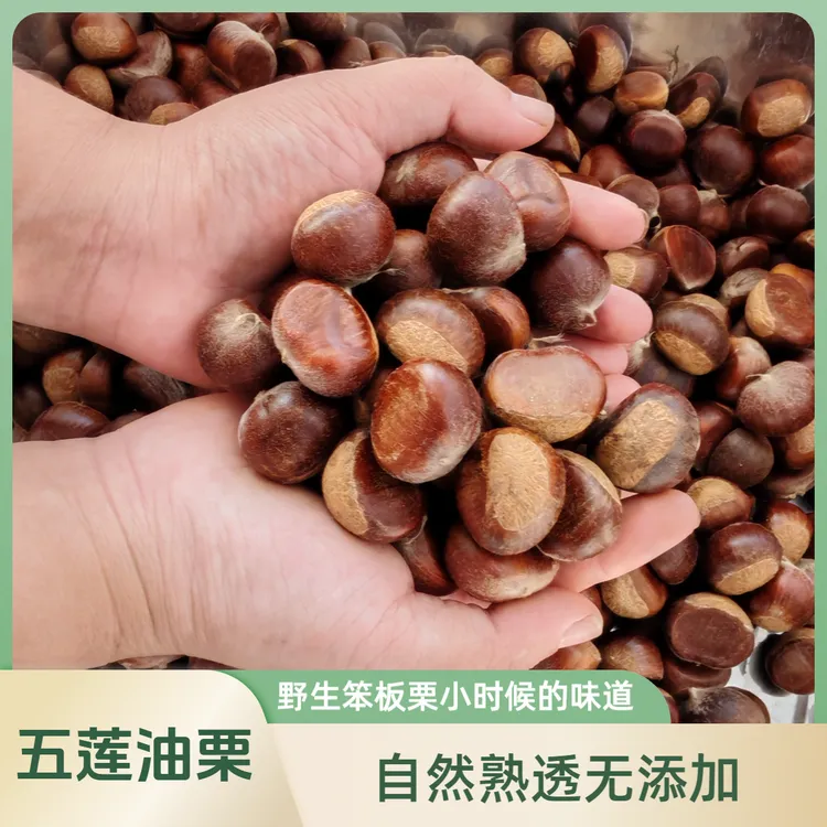 五莲山小栗子生板栗油栗子薄皮黄心自然落果野山小板栗生老树新鲜