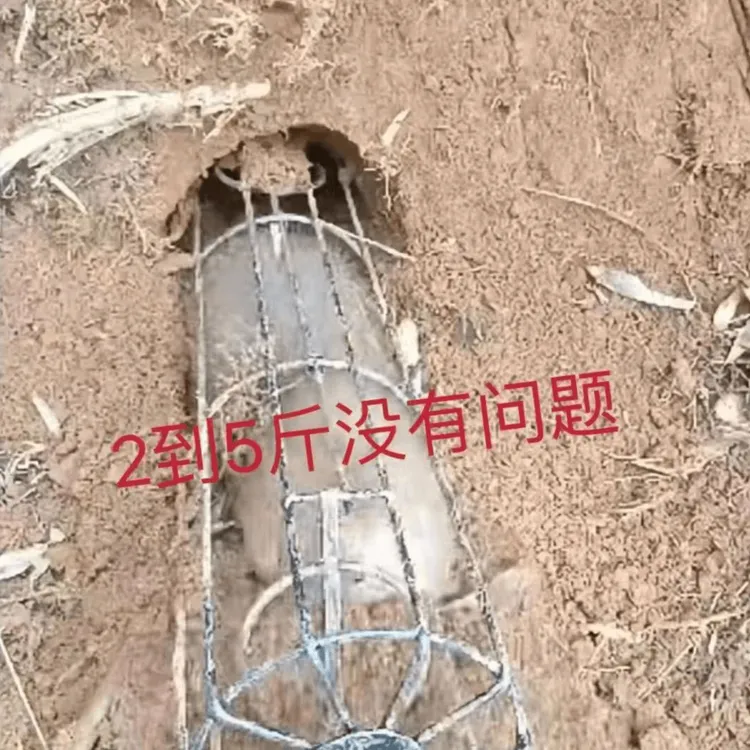 【加厚喷涂】上大货竹鼠笼子养殖户专用全自动竹鼠出洞神器地鼠笼子