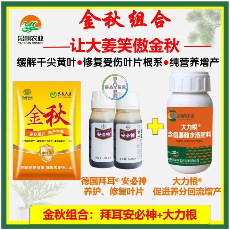 金秋组合2号预防干尖黄叶生理高温黄叶防止叶片早衰增产增收