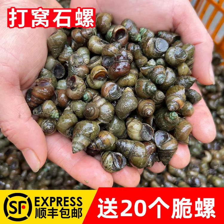 钓青鱼打窝石螺4斤送钓鱼脆螺 鲜活田螺薄壳翠螺黑坑水库小号螺丝
