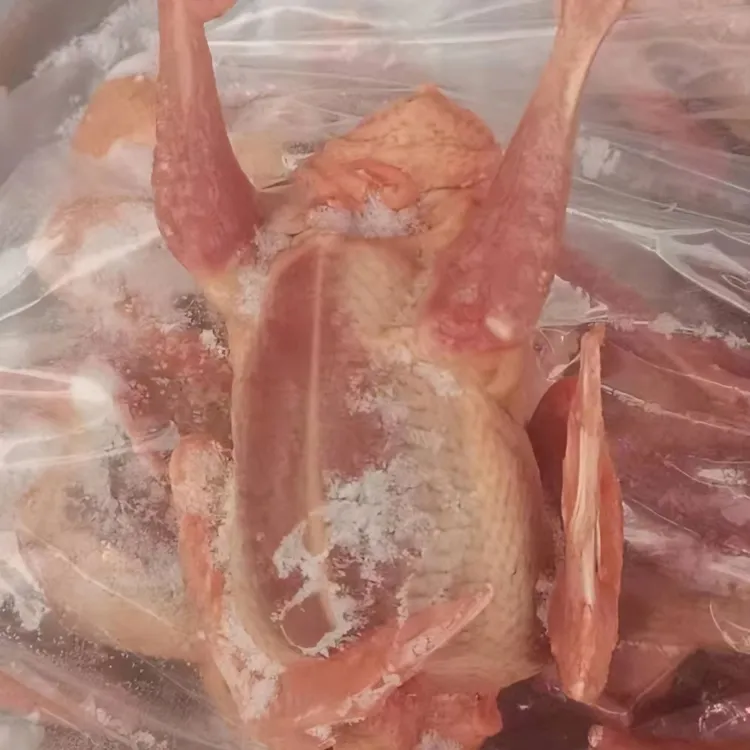 新疆本土蓝鸽子 鸽子肉