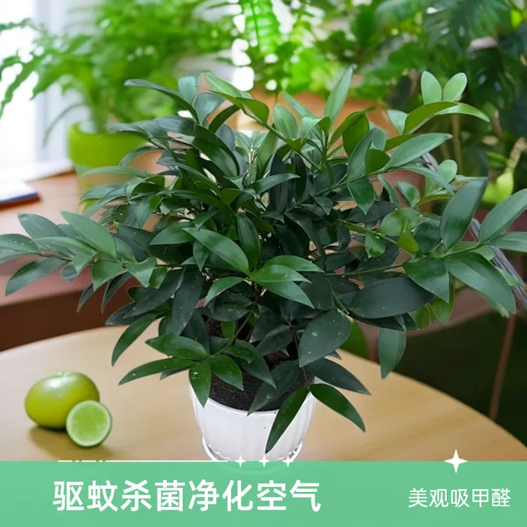 竹柏盆栽组合四季常青好养易活驱蚊竹小苗。三年苗，高30-40公分