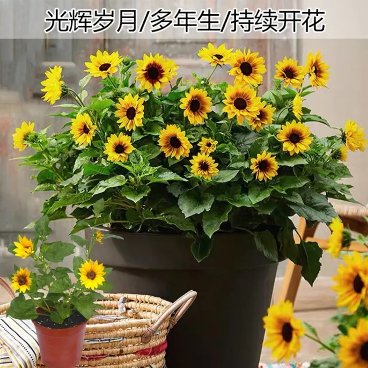 光辉岁月向日葵四季开花夏季春季盆栽阳台庭院地栽花卉植物黄色