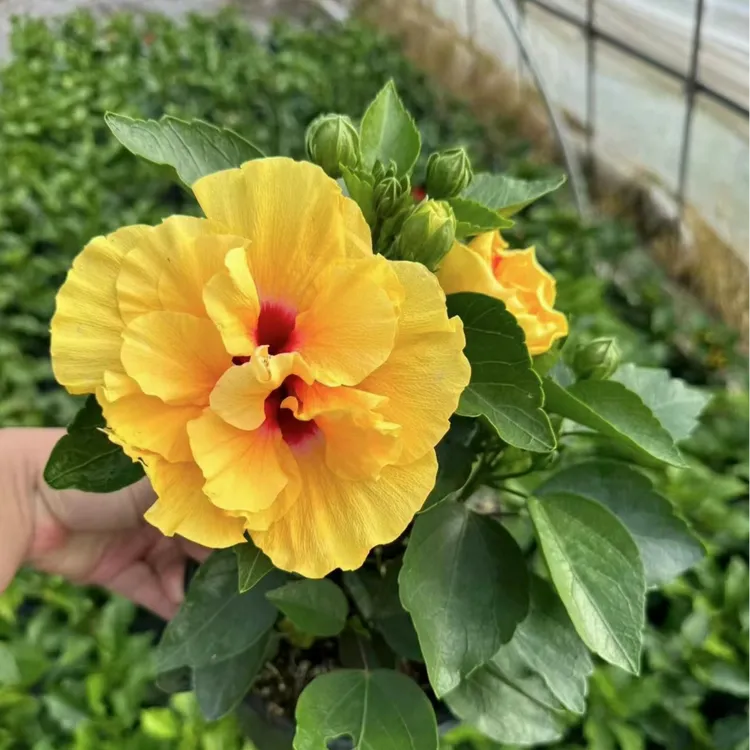 【拾光】大花木槿好养四季开花阳台庭院爆花机器