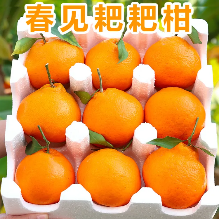 正宗四川春见耙耙柑5-10斤整箱丑八怪橘子甜桔子新鲜水果直播
