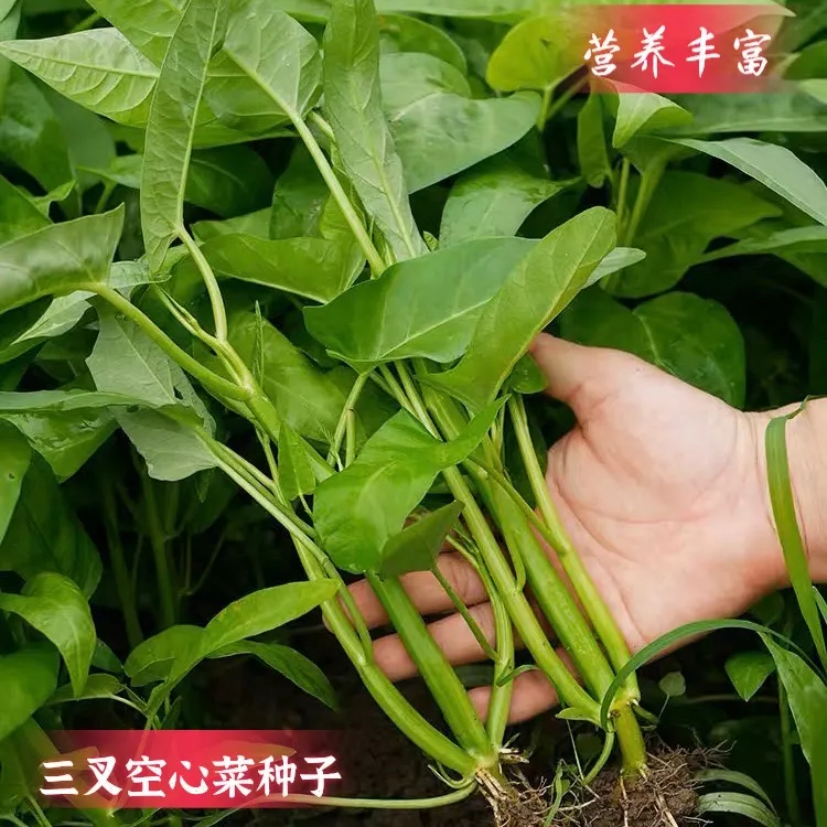 四季三叉空心菜种子柳叶空心菜青梗空心菜盆栽阳台庭院均可种植