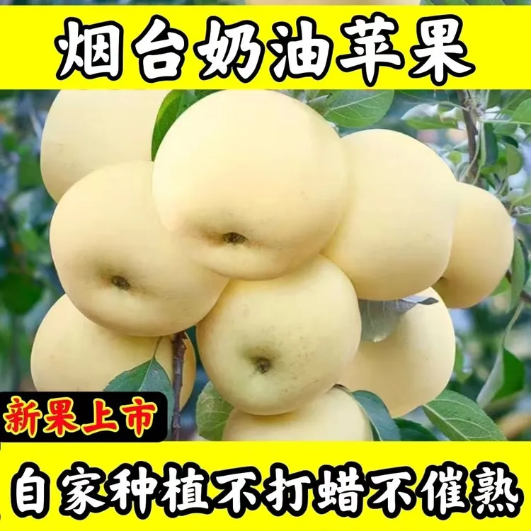 1山东烟台黄金奶油富士苹果脆甜新鲜采摘水果4.5斤包邮苹果红富士