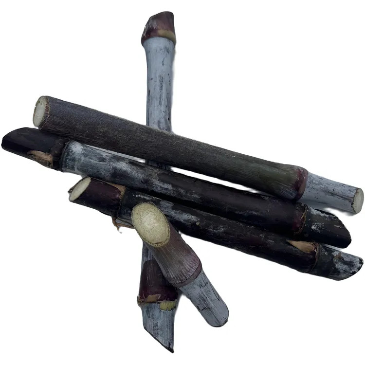 紫象草 台湾大叶红象草 高产牧草 四季多年生牧草 种节物资