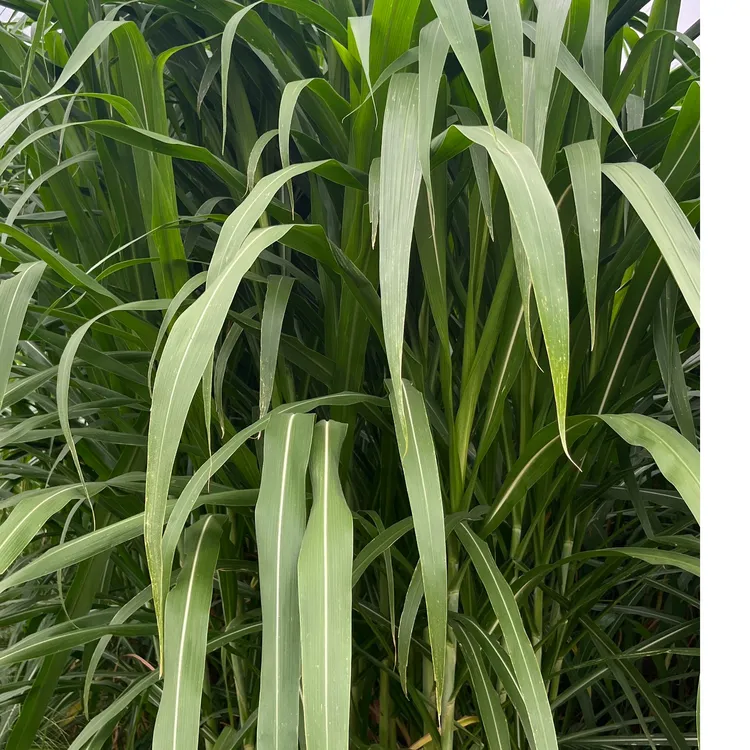富刚鑫龙新巨菌草+多年生牧草 +牛羊畜牧养殖物资 +双芽水分充足