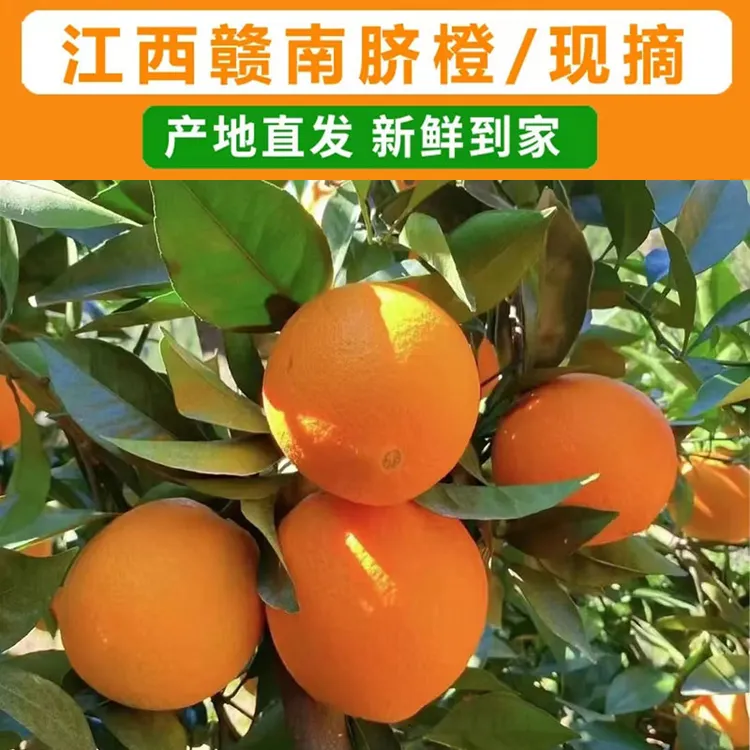 大果赣南脐橙原产地现摘阳光香甜脆嫩赣州脐橙橙味足农家当季橙子