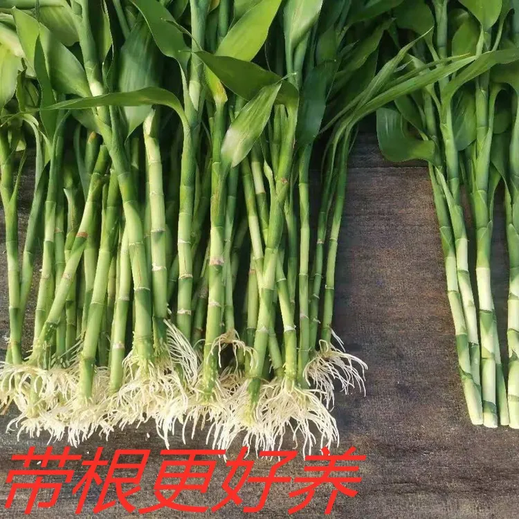 带根富贵竹进化空气水培植物室内客厅书房家养绿植
