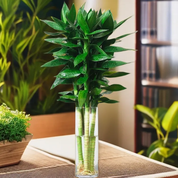 观音竹大叶带根富贵竹水培植物室内水养粗大客厅绿植土培竹子盆栽