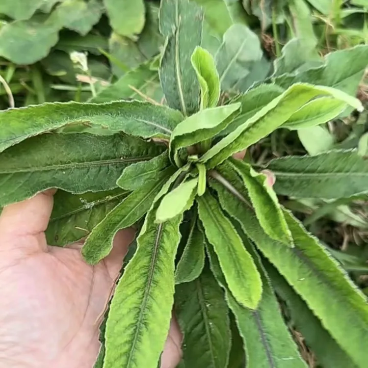 肇庆大山新鲜野生矮脚地胆头草鞋头