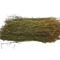 深山野生田基花菜100g