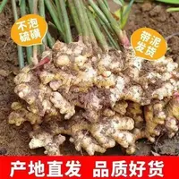 肇庆山间隔年黄姜现挖出货无硫500g产地直发