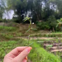 农村大山野野射舌草100g (组合半之连)