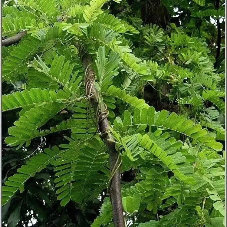 大山野野鸡骨草黄仔强炮仗藤500g农产品