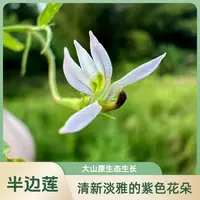 (陈红精选)肇庆农家生晒干品野生半边莲煲汤煲水