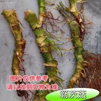 陈红精选  簕茨菇水刺芋小棵
