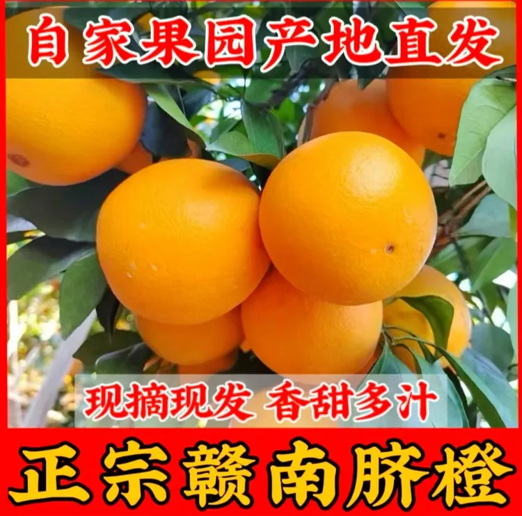 正宗赣南脐橙新鲜采摘原产地现摘现发手剥橙子5斤10斤坏果包赔