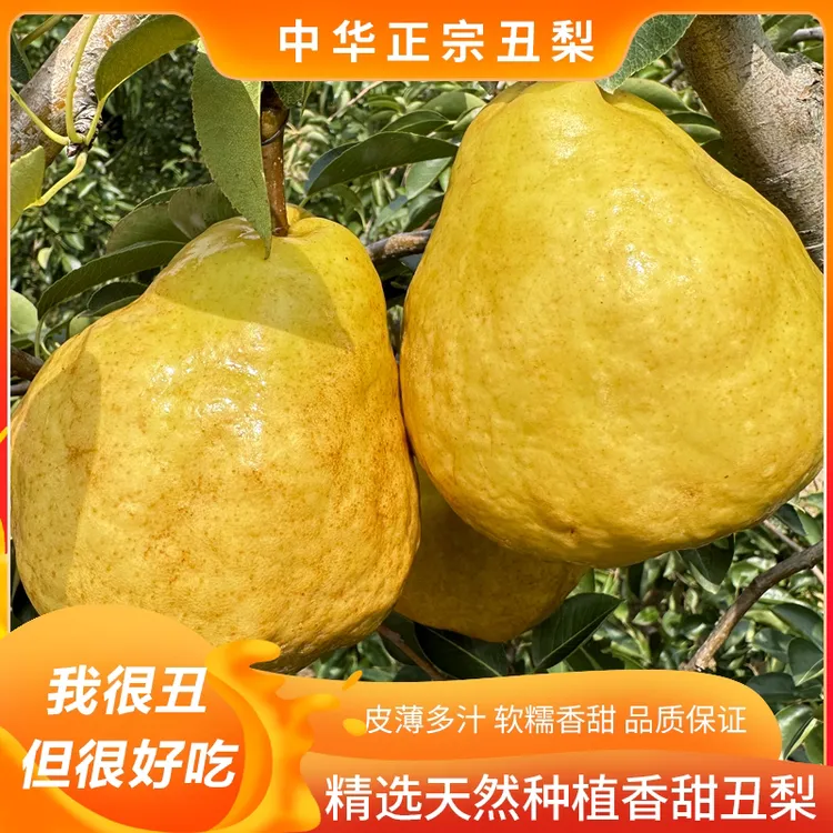 山东烟台中华丑梨（中通快递）香甜可口软吃纯甜无酸个大肉厚4.5斤