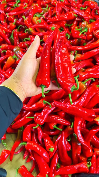 东北红辣妹子辣椒4.5斤装
