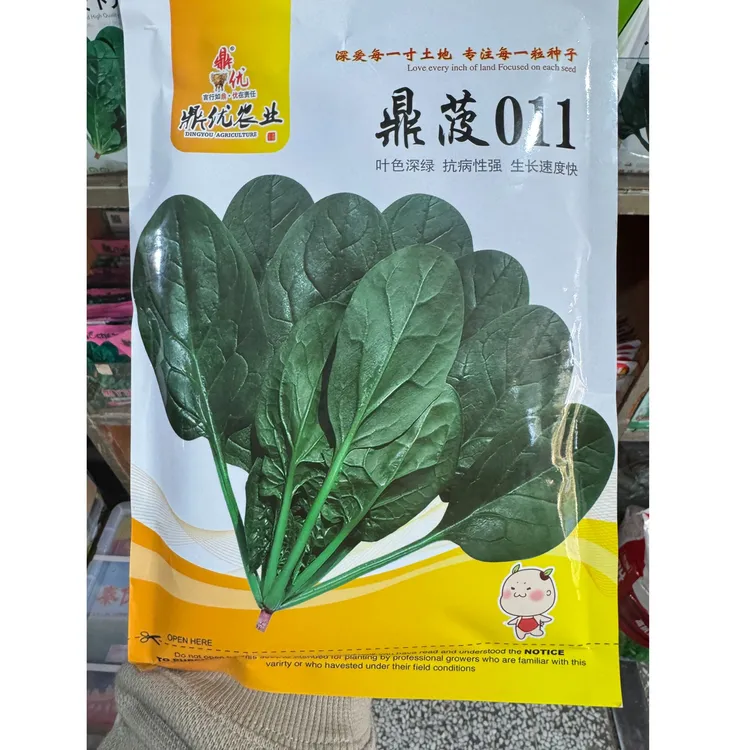 鼎菠011菠菜[长卵圆形平展叶片直立型]