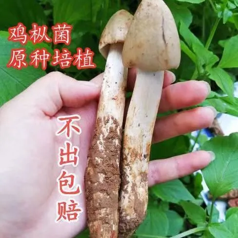 鸡枞菌菌包不出包赔高产白蚁菌伞把菇三塔菌鸡肉菌夏至菇四季可种