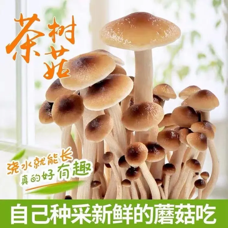 【茶树菇菌种】大菌包家庭室内大蓬种植特产新鲜蘑菇食用菌菌棒