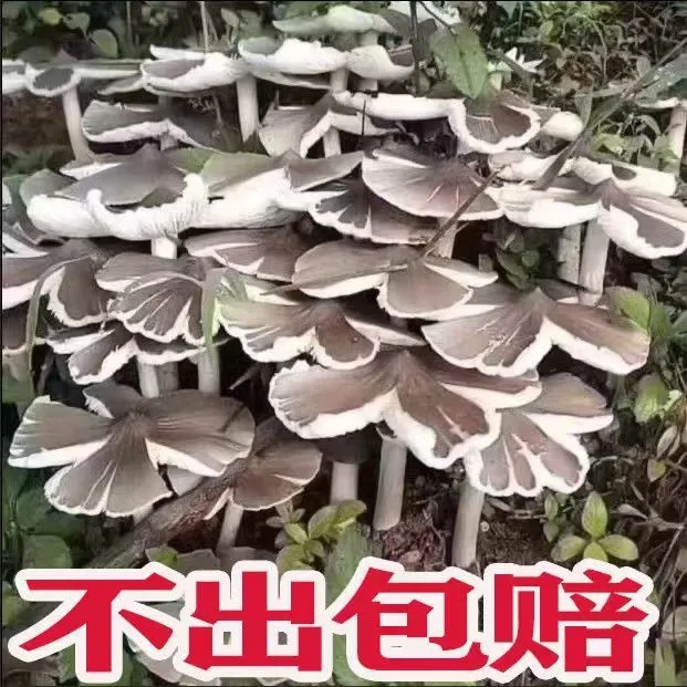 云南原种鸡枞菌菌种人工栽培新鲜蘑菇菌包可室内室外庭院野外种植