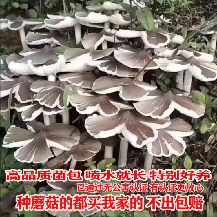 云南野生鸡枞菌菌种包食用菌家庭懒人容易种植伞把菇类菌种家种