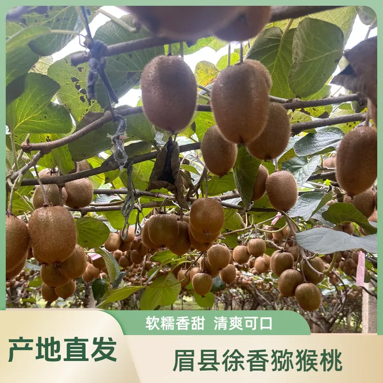 徐香猕猴桃大果新鲜现摘产地直发奇异果水果软糯香甜多汁采摘