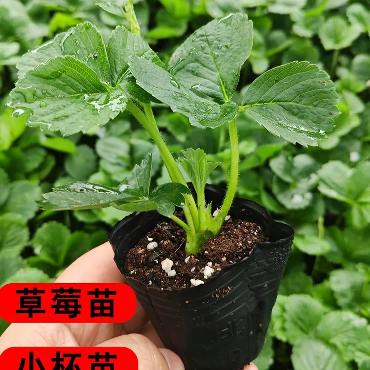 6个包邮 天使白草莓黑袋子小杯苗梦之莹草莓苗小袋子苗