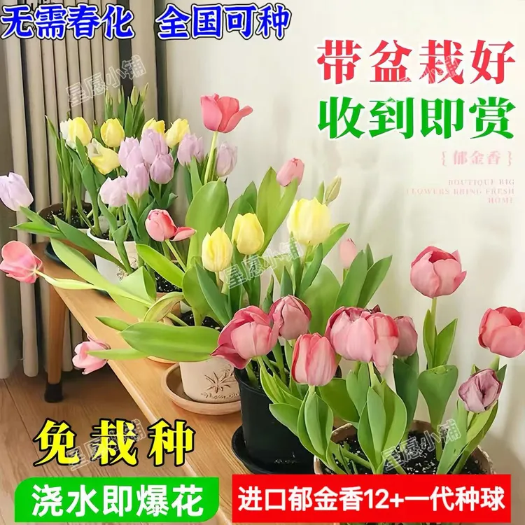 【耐寒】水培郁金四季香开花盆栽花卉植物客厅绿植花卉大全好养活