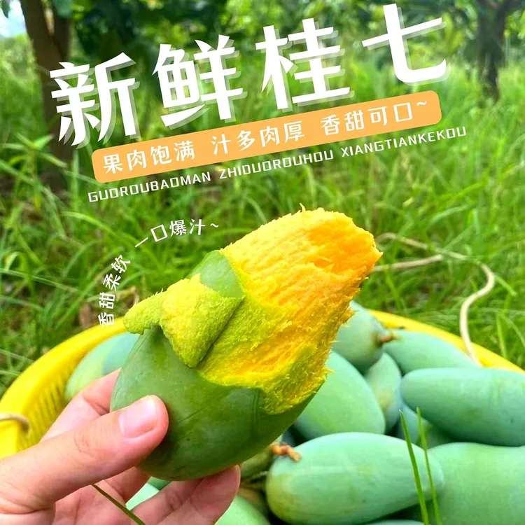 【催熟后食用】广西百色正宗桂七香芒5斤/9斤 优质水果香甜绿色原产