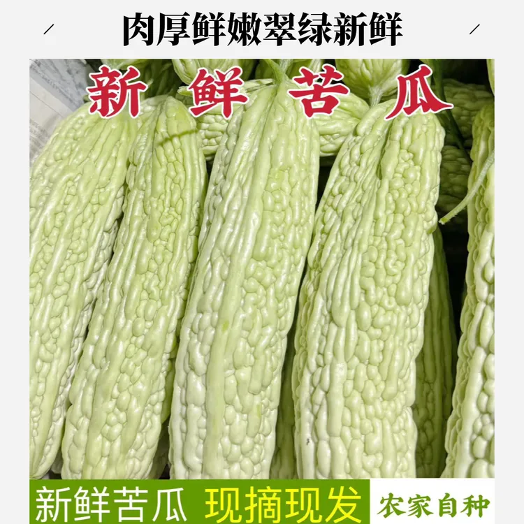 四川苦瓜现在现发农家自种当季时令蔬菜现摘肉厚鲜嫩翠绿新鲜
