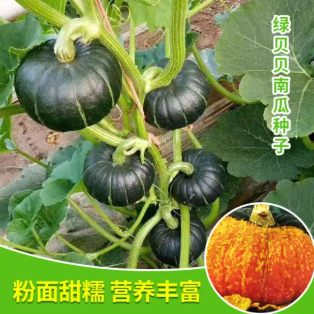 拍三送一香甜板栗味贝贝南瓜红板栗南瓜种子四季种植高产庭院蔬菜