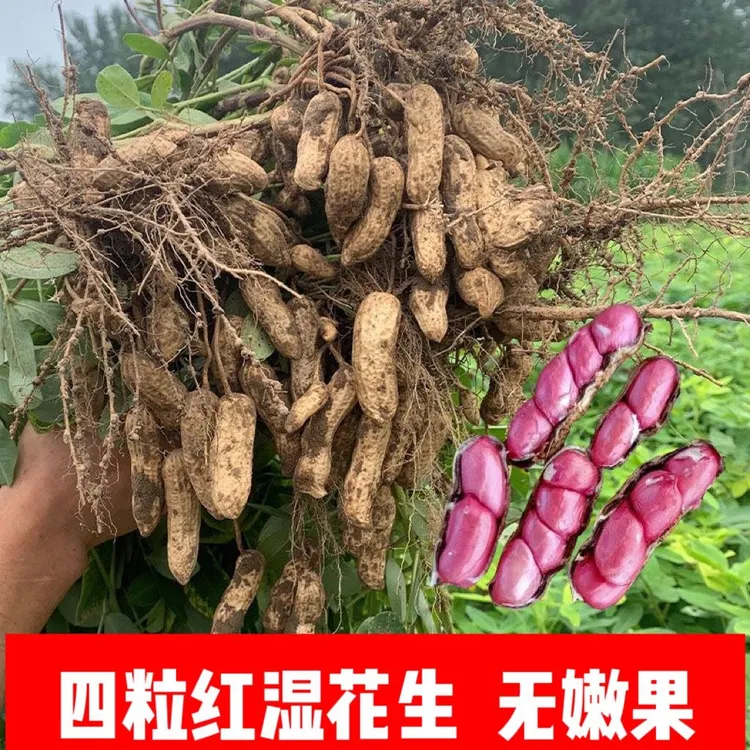 湿现摘花生新鲜现挖农家自种带壳现摘花生东北沙地现摘花生