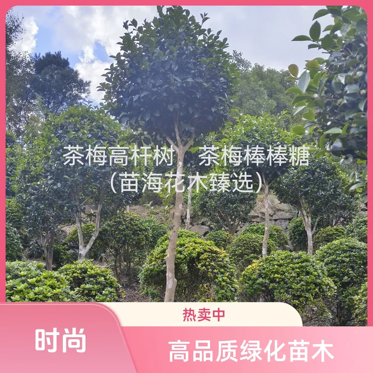 茶梅树立寒红花茶梅耐寒庭院绿植（苗地直供，可直接拍下）