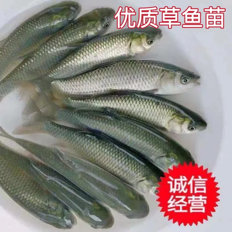 草鱼苗淡水活体小鱼苗好养殖食用活物冷水观赏鱼特大全草鱼活鱼苗