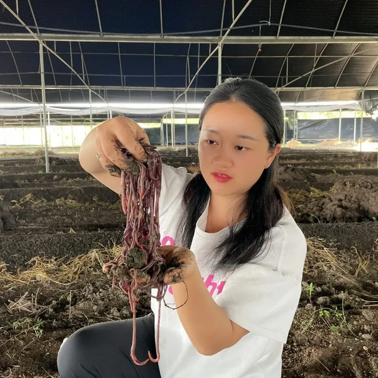 蚯蚓小妹一斤装 紫色中号蚯蚓种苗养殖鱼饵野钓垂钓活体蚯蚓