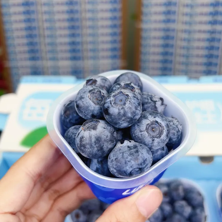 【果然高端】秘鲁宝宝杯蓝莓Blueberry大果礼盒装【顺丰京东】