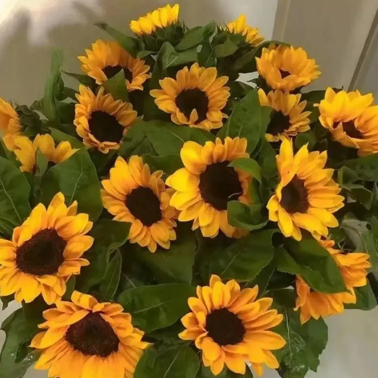 向日葵太阳花小花鲜花花束云南昆明花卉基地直发家用水养速递包邮