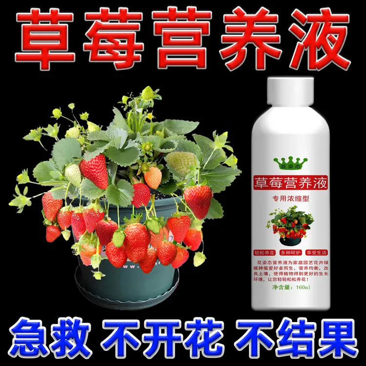 【草莓专用营养液】果大果甜增产延长坐果期催花保果肥料专用肥家用
