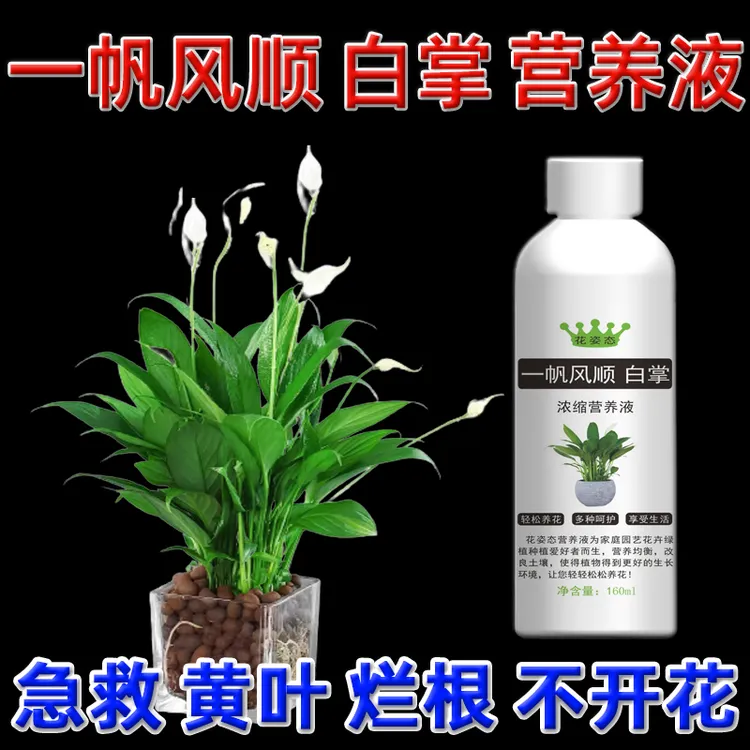 一帆风顺花专用营养液水培白掌盆栽肥料叶子发黄烂根开花专用肥料